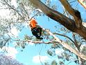 Tree Climbing 3